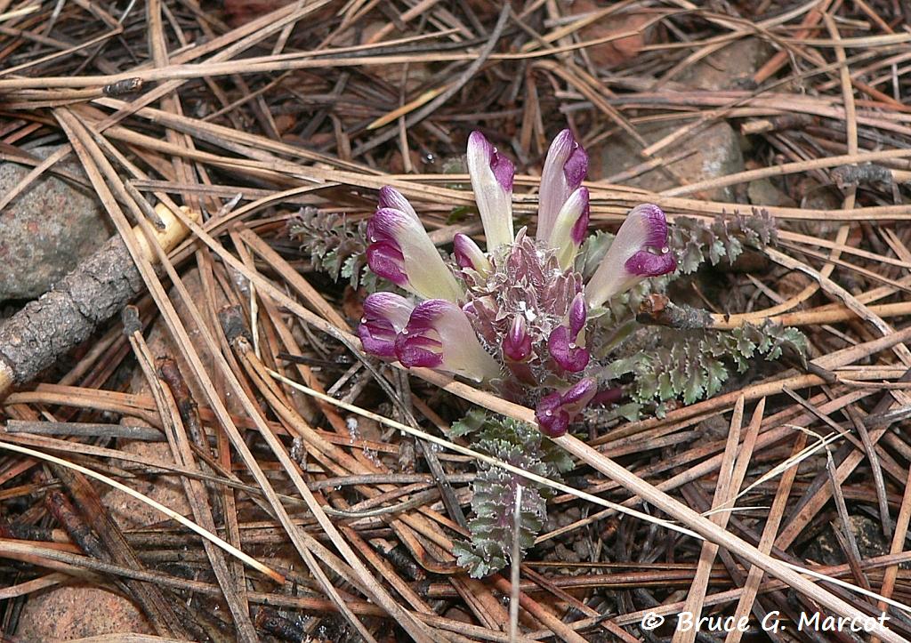 epow-ecology-picture-of-the-week-horrible-names-for-a-lovely-plant